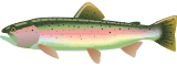 raindbow trout