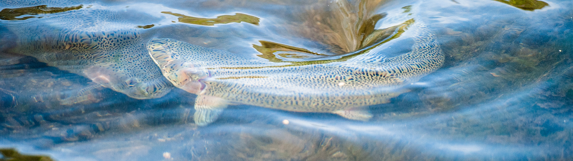 Trout Fishing Archives The Best and Only Resource You'll Ever Need